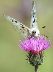 Parnassius apollo