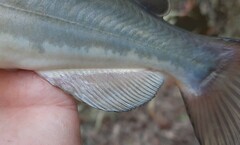 Ameiurus catus