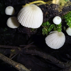 Coprinellus
