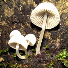 Coprinellus