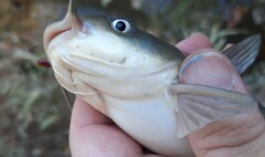 Ameiurus catus