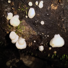 Crepidotus