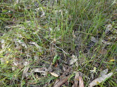 Caladenia barbarossa