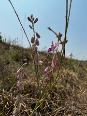 Polygala hottentotta