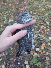 Glaucidium passerinum