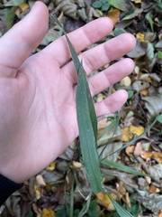 Hordelymus europaeus