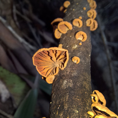 Anthracophyllum archeri