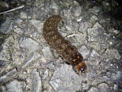 Lycocerus suturellus