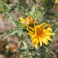 Scolymus hispanicus