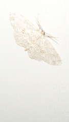 Melanolophia signataria