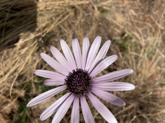 Dimorphotheca spectabilis