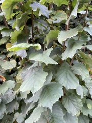 Corylus colurna