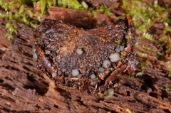 Leotiomycetes