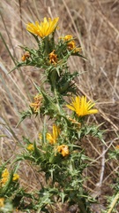 Scolymus hispanicus