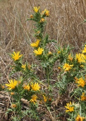 Scolymus hispanicus