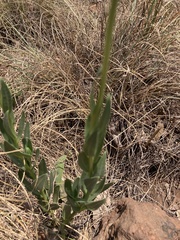 Dimorphotheca spectabilis