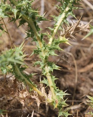 Scolymus hispanicus