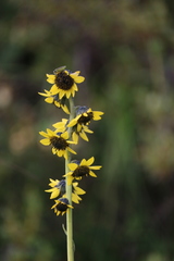 Ligularia virgaurea