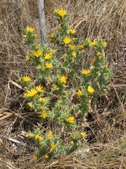 Scolymus hispanicus