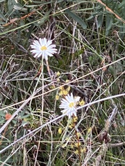 Allittia uliginosa