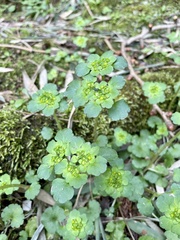 Chrysosplenium grayanum