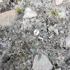 Trigonotis peduncularis