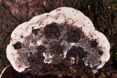 Neofomitella
