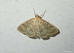 Crocidophora serratissimalis