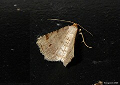 Macaria bisignata