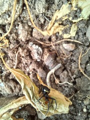 Steatoda paykulliana