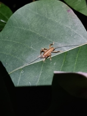 Gryllacrididae