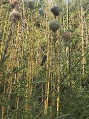 Amblyospiza albifrons