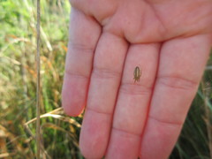 Larinia borealis