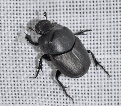 Euonthophagus amyntas