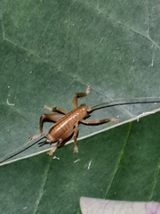 Gryllacrididae