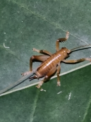 Gryllacrididae