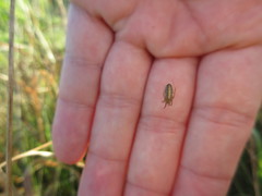 Larinia borealis