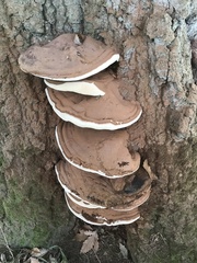 Ganoderma applanatum