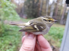 Phylloscopus proregulus