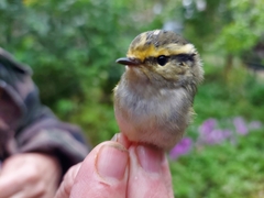 Phylloscopus proregulus