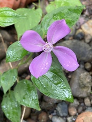 Arthrostemma ciliatum