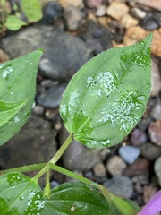 Arthrostemma ciliatum