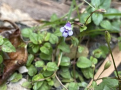 Torenia crustacea
