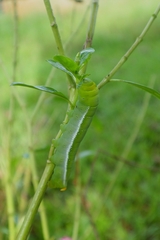 Daphnis nerii