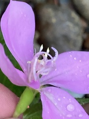 Arthrostemma ciliatum