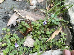 Torenia crustacea