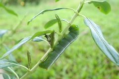 Daphnis nerii