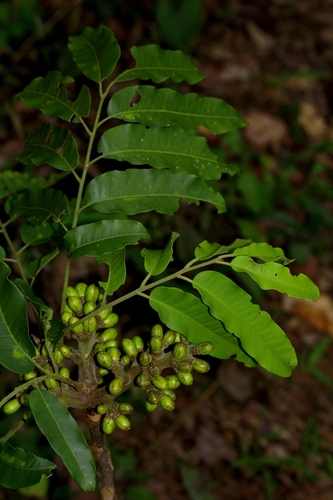 Didymocheton pachypodus · iNaturalist