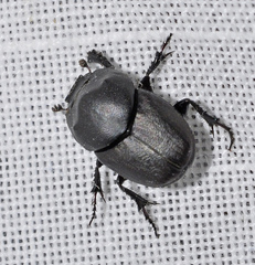 Euonthophagus amyntas