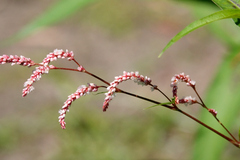 Persicaria decipiens